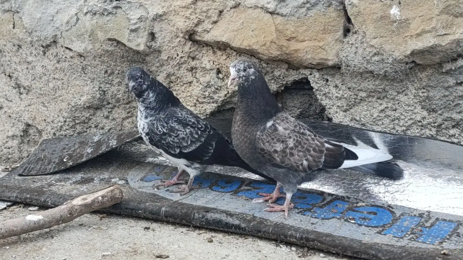 600|پرنده|کلیبر, |دیوار