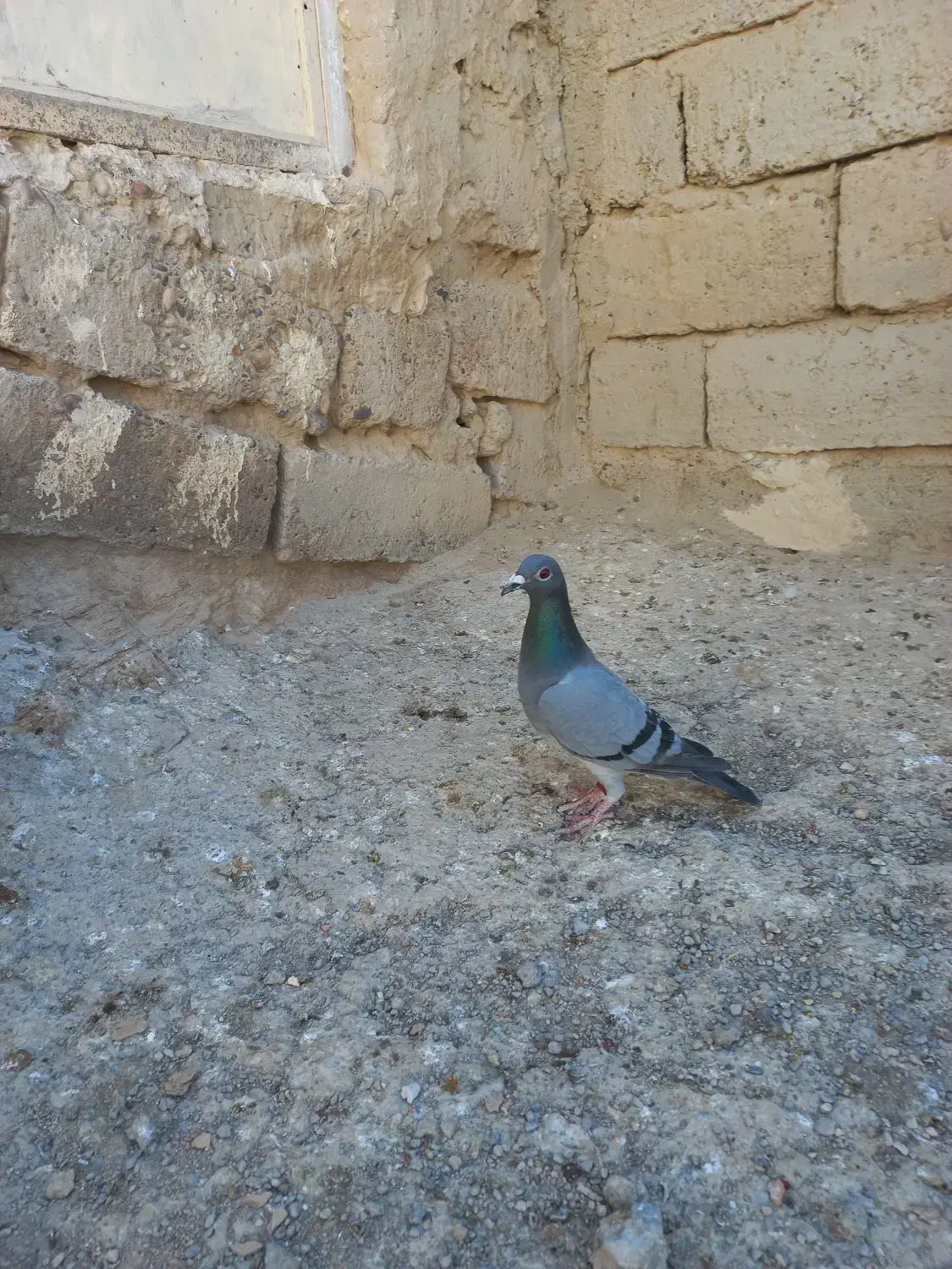 جفت نروماده|پرنده|زهک, |دیوار