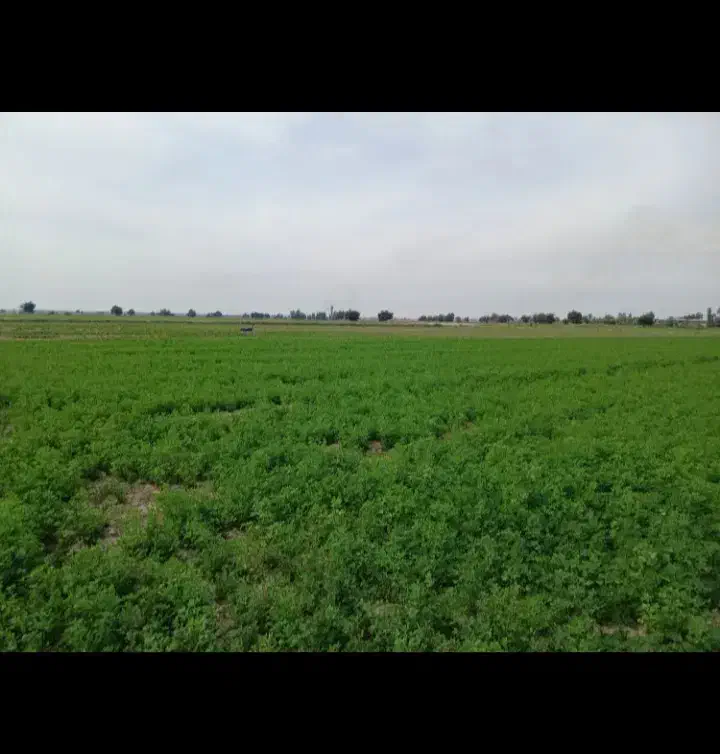 یونجه|عمدهفروشی|بندر ماهشهر, |دیوار