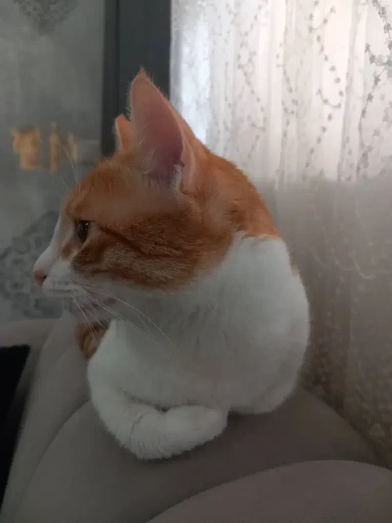 واگذاری گربه|گربه|رشت, شالکو|دیوار