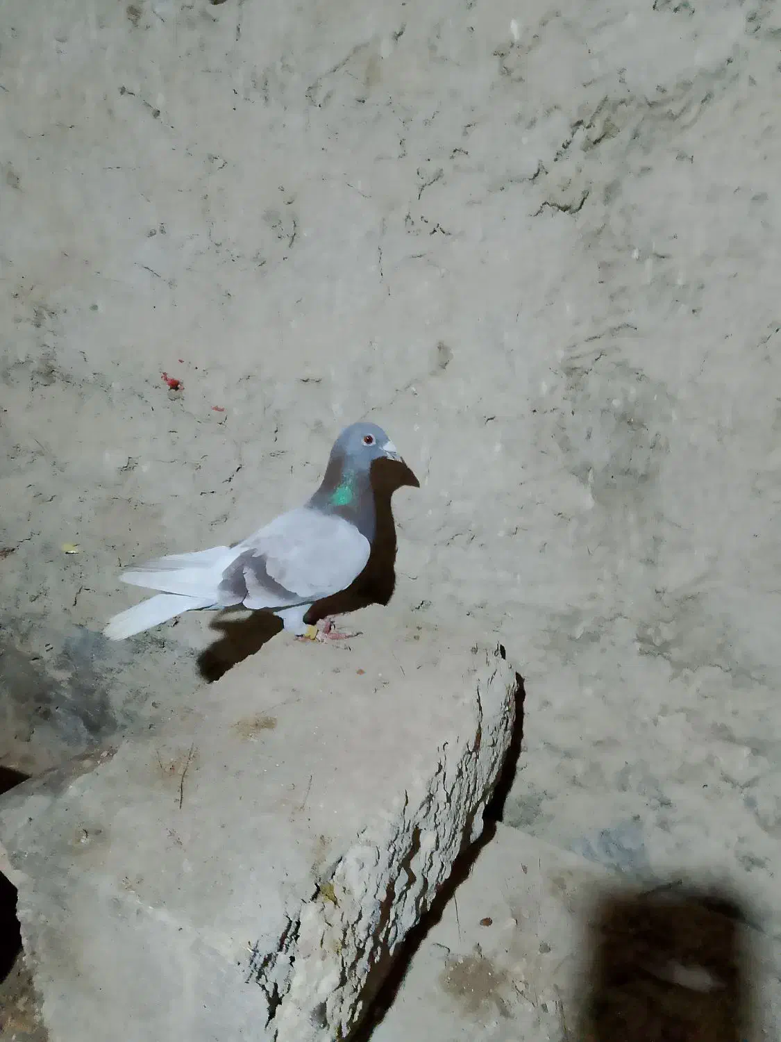 کبوتر لای مسافتی|پرنده|هامون, |دیوار