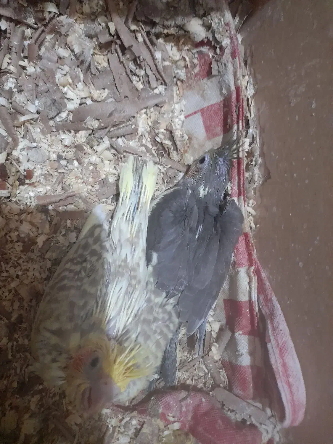 عروس هلندی سرلاکی|پرنده|کازرون, |دیوار