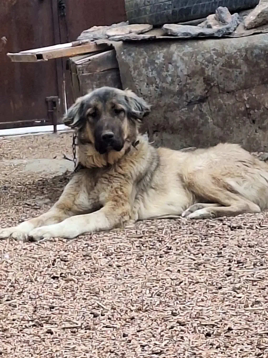 سگ سراب|سگ|اراک, |دیوار