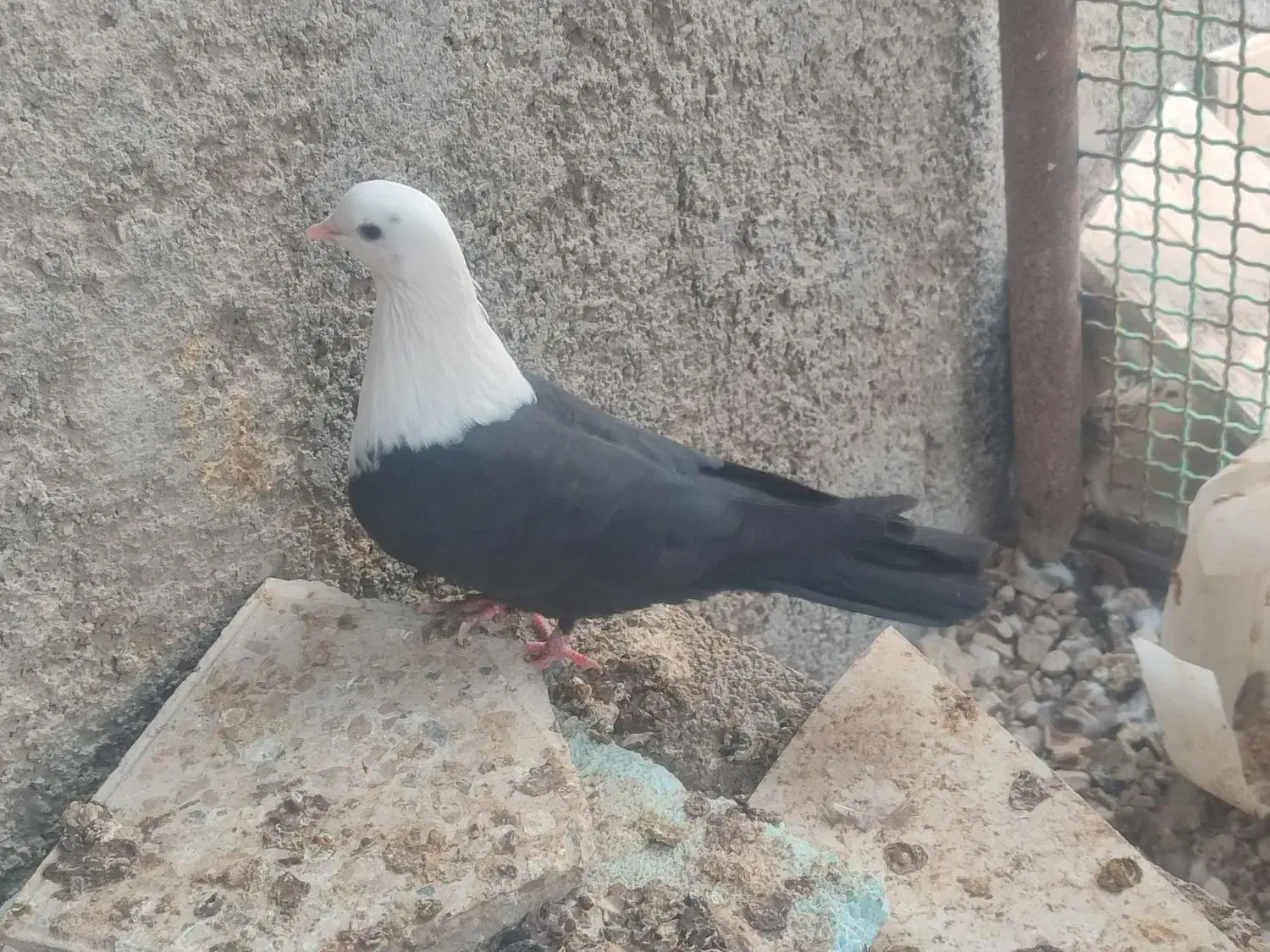 مخمل سیاه کبوتر|پرنده|علامرودشت, |دیوار