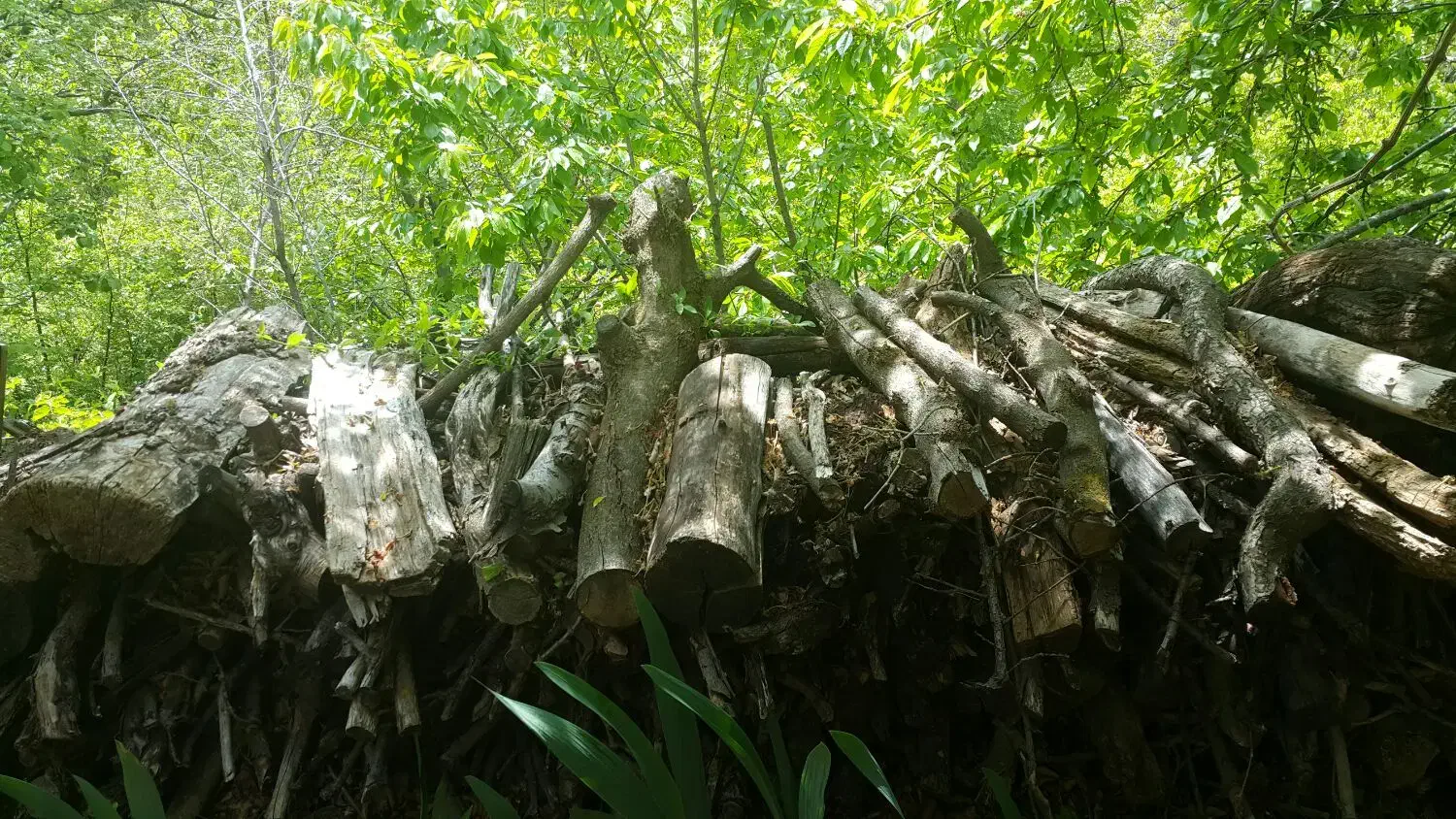 چوب ضایعاتی والوار توت ۳۰۰ساله|حراج|موچش, |دیوار