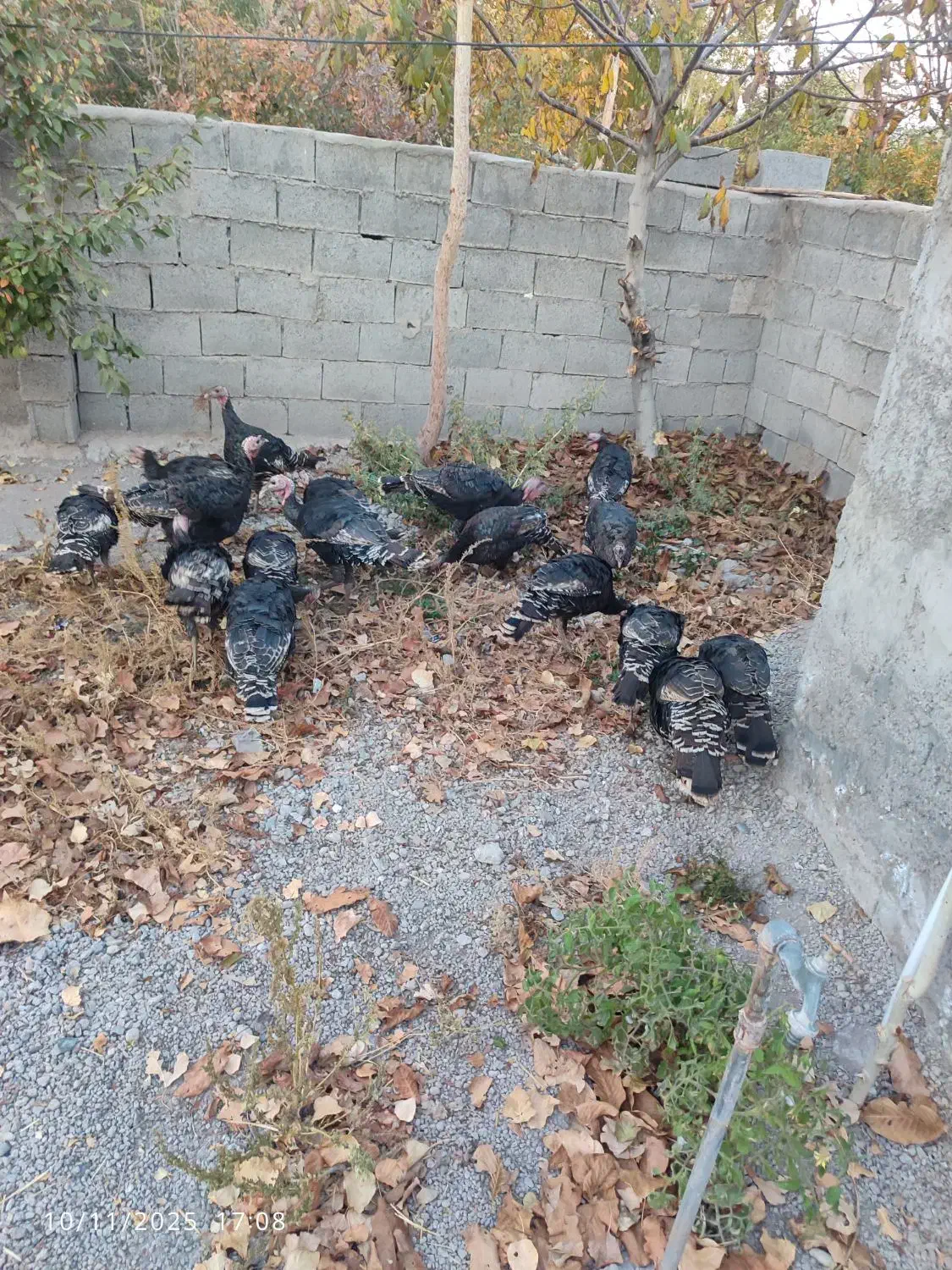 بوقلمون کاملا طبیعی و اورگانیک|حیوانات مزرعه|مشگین شهر, |دیوار