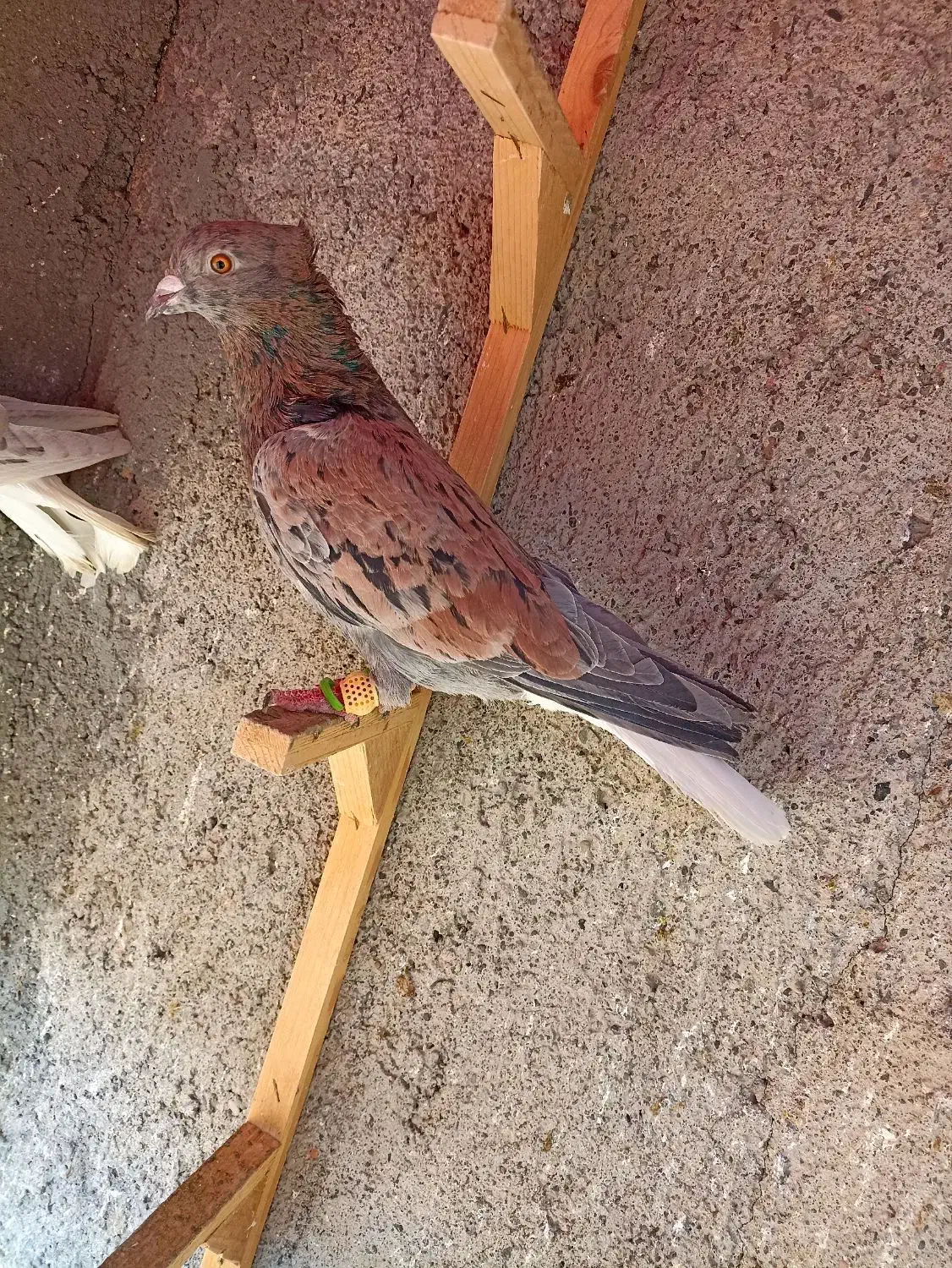 کبوترعطیقه|پرنده|مشهد, هفده شهریور|دیوار