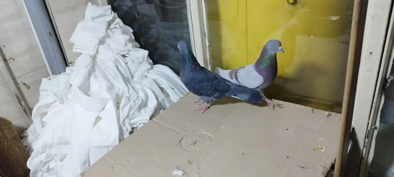 کبوتر پرشی.2عدد.نروماده.ازبلندی گرفتم|پرنده|تهران, مولوی|دیوار