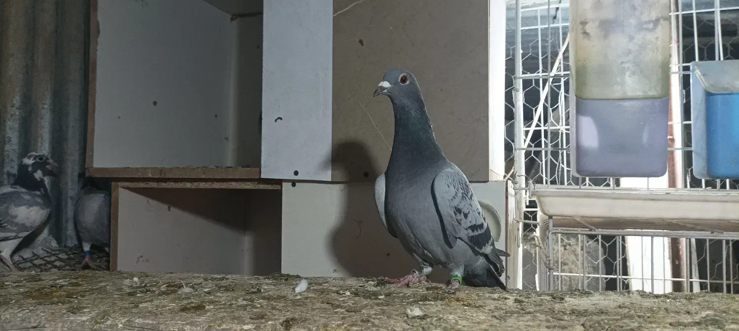 فروش یک جفت پلاکی|پرنده|شیراز, محراب|دیوار