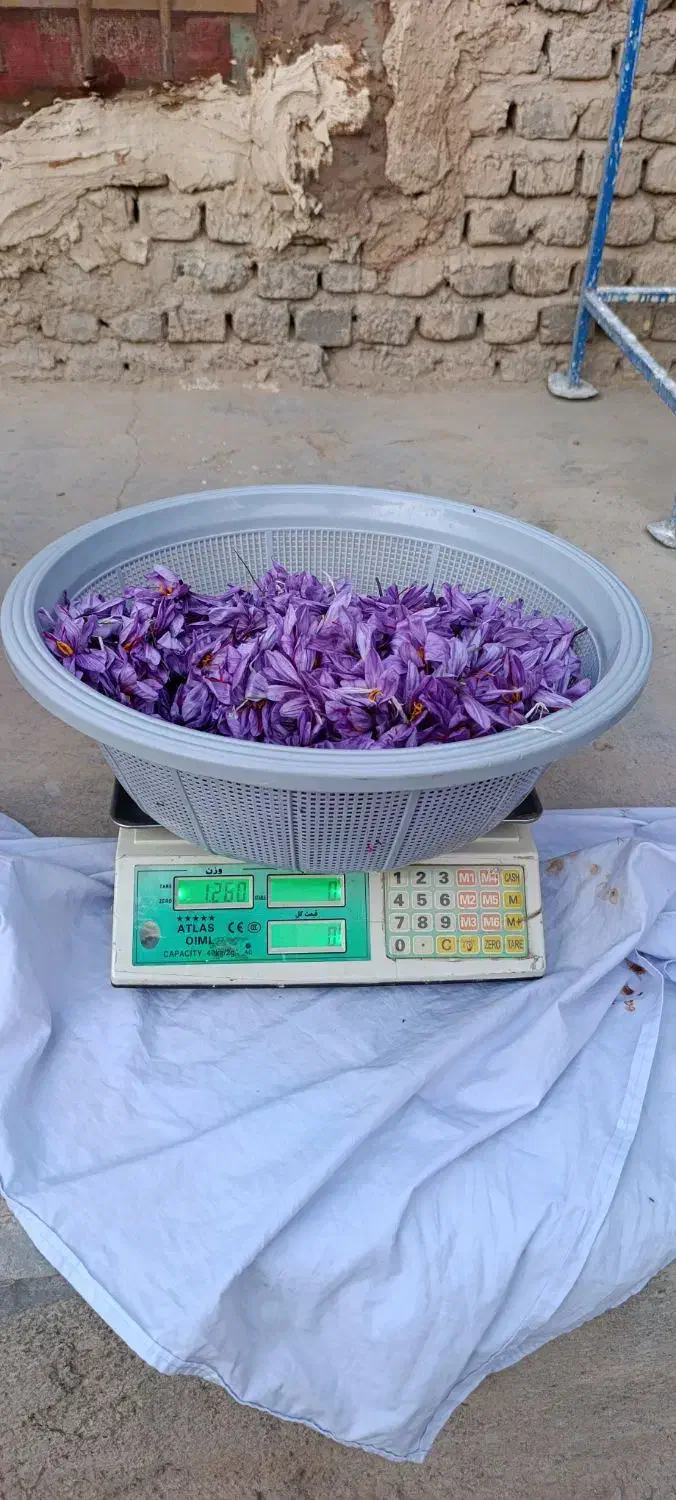 گل زعفران|خوردنی و آشامیدنی|تربت جام, جامی|دیوار