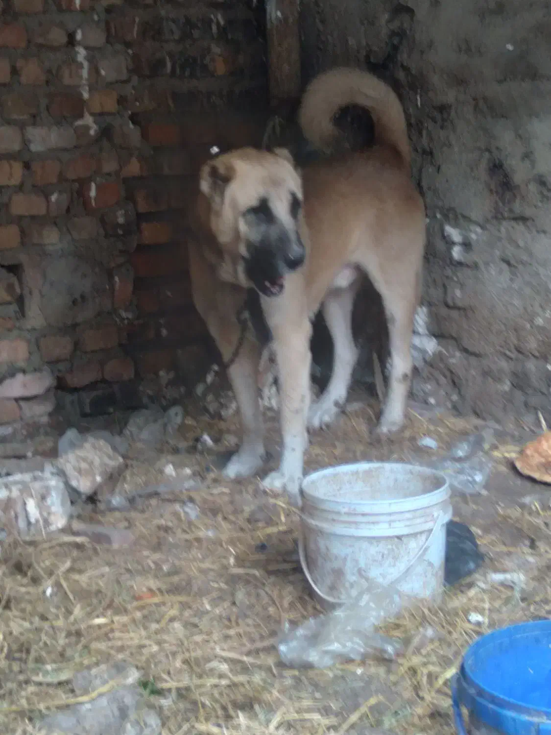 سگ سرابی|سگ|فاضل آباد, |دیوار