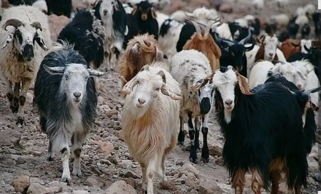 گله بز|حیوانات مزرعه|دوگنبدان, |دیوار