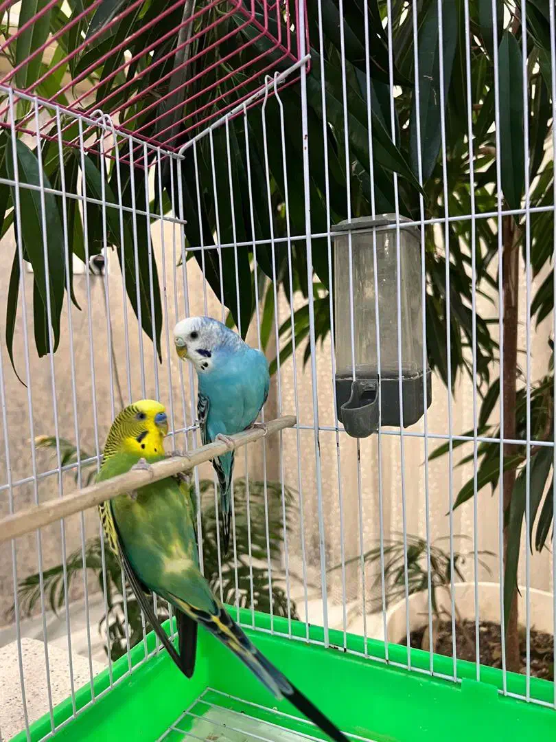 مرغ عشق سالم همراه با قفس|پرنده|آستارا, |دیوار