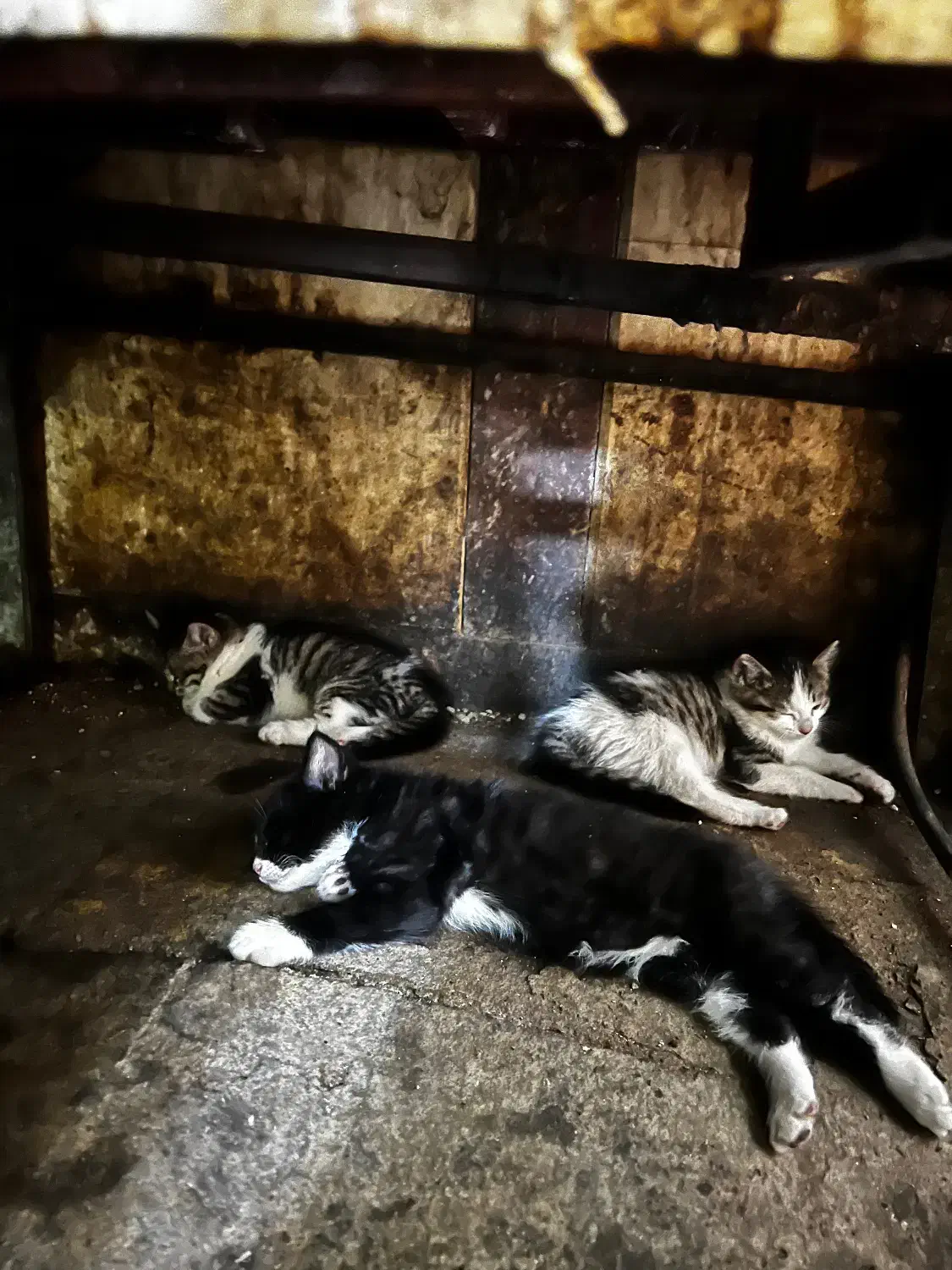 واگذاری گربه|گربه|تبریز, |دیوار