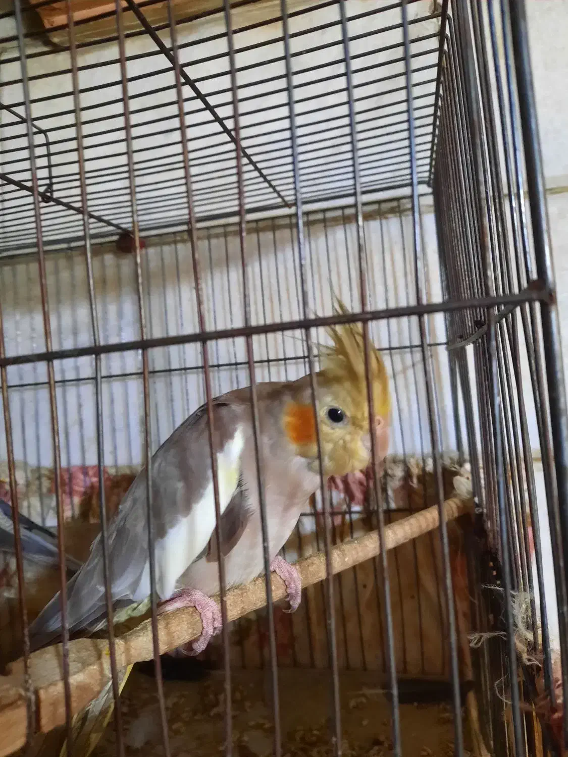 فروشی|پرنده|تهران, امین حضور|دیوار