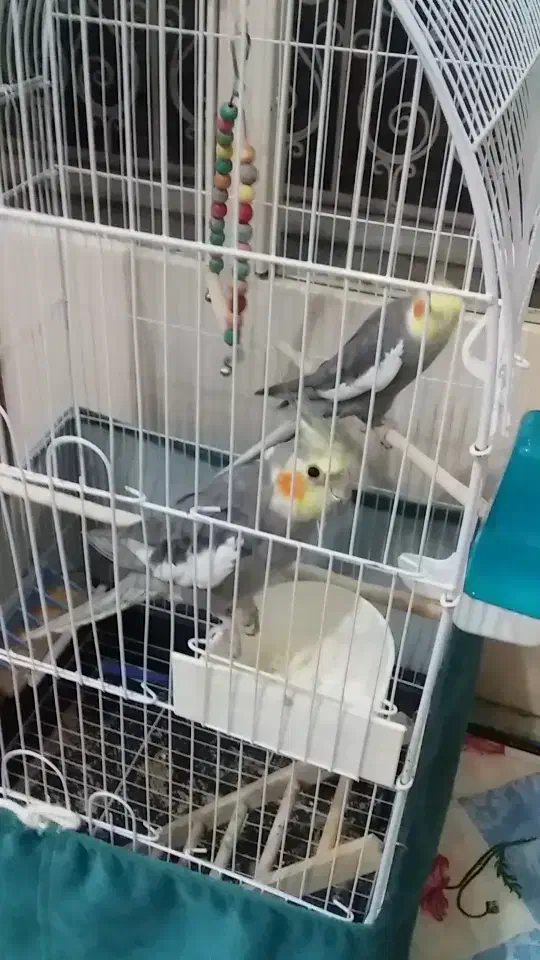 عروس هلندی.گم شده|حیوانات|بروجن, |دیوار