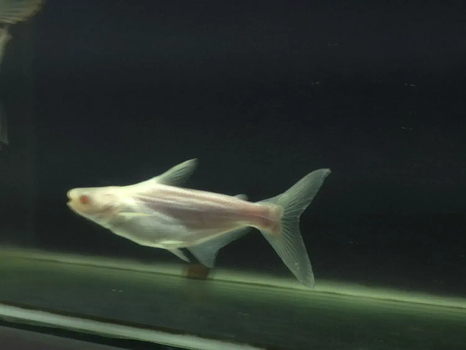 پنگوسی آلبینو|ماهی|بجنورد, |دیوار