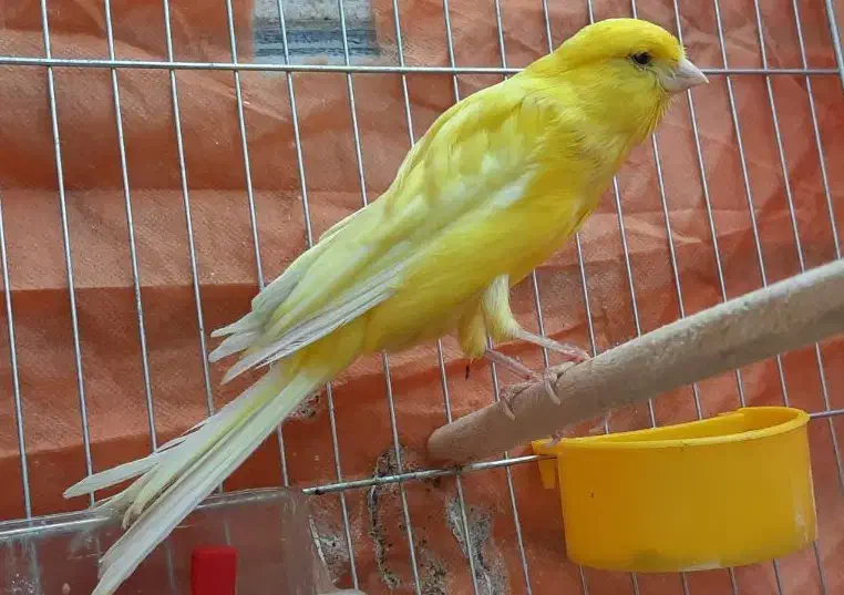 قناری نر طلایی بلند و کشیده وبخون|پرنده|خمینیشهر, |دیوار