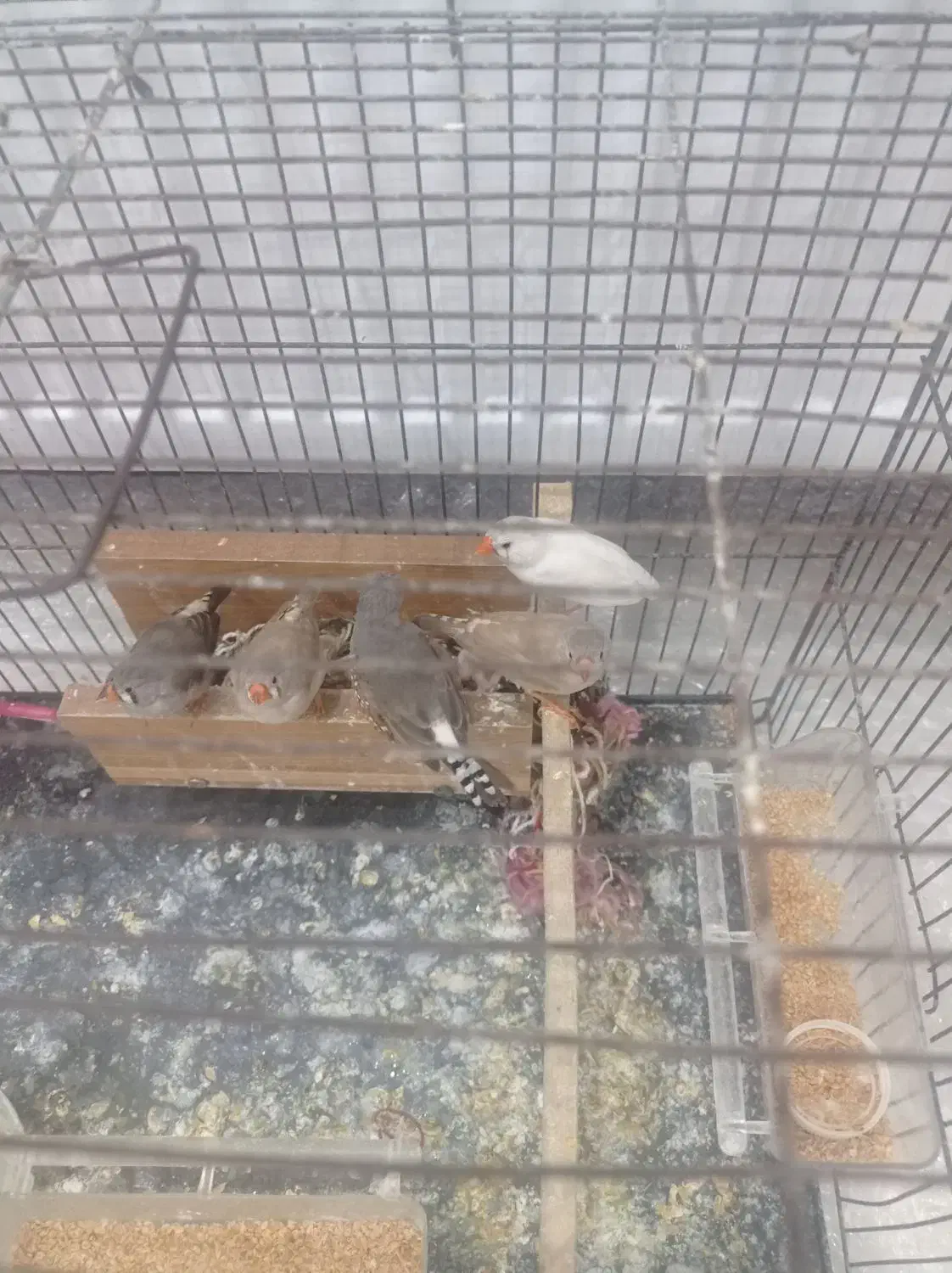 5عدد فنج|پرنده|گلستان (تهران), |دیوار