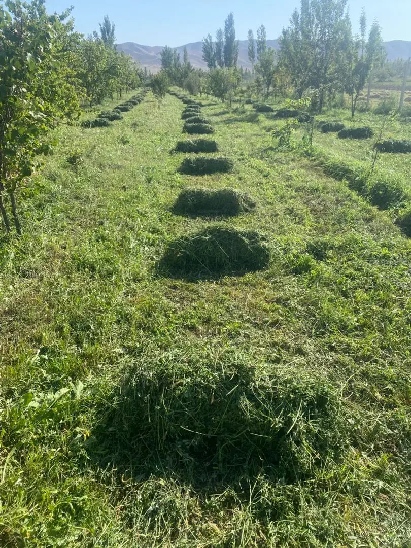 یونجه 150عدد|خدمات باغبانی و درختکاری|خوی, |دیوار