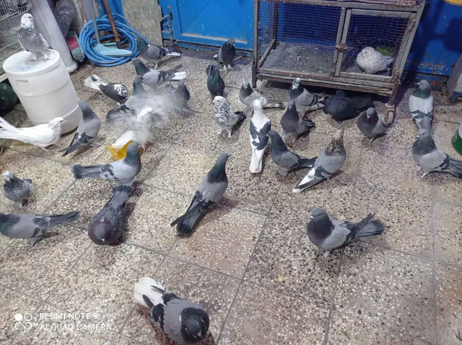 کبوتر پر همه رنگ درجه یک|پرنده|شهرکرد, |دیوار