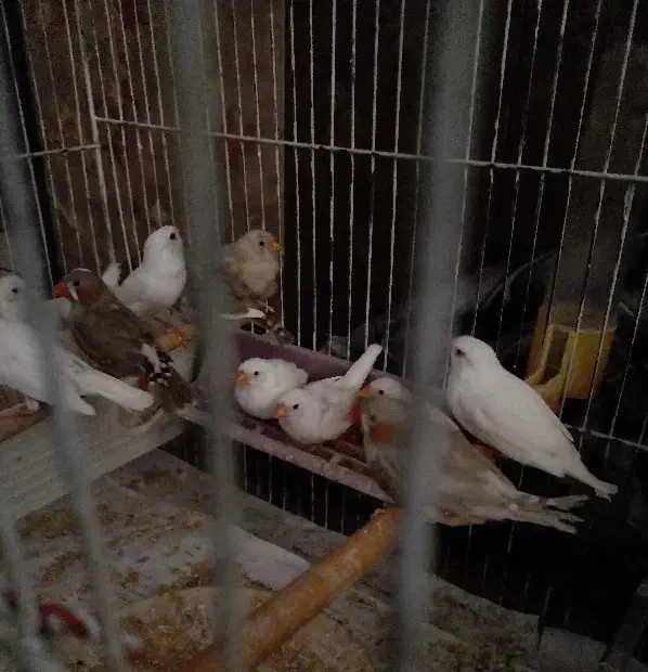 فنچ|پرنده|کاشان, کوچه باسکول|دیوار