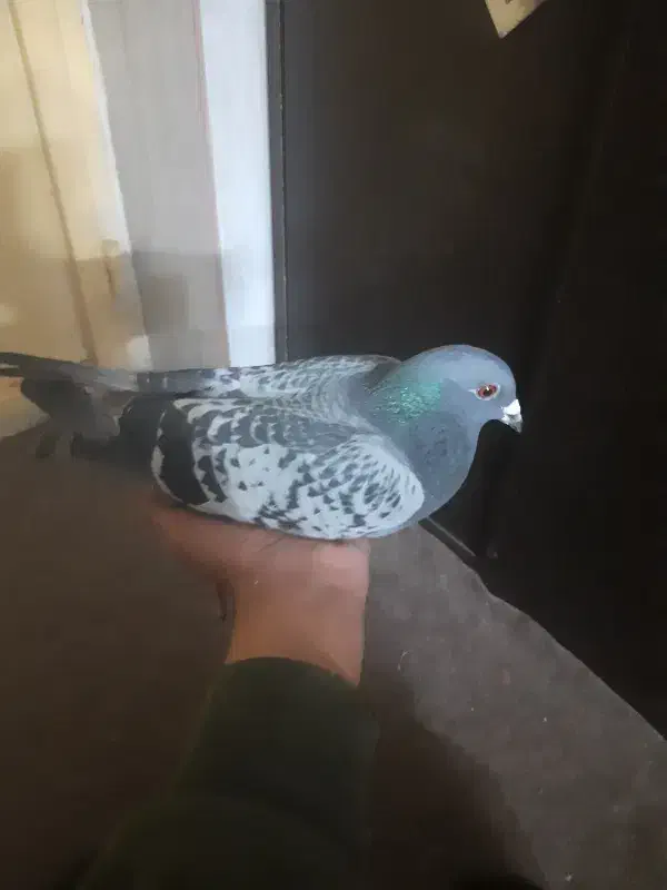 کبوتر|پرنده|آباده, |دیوار