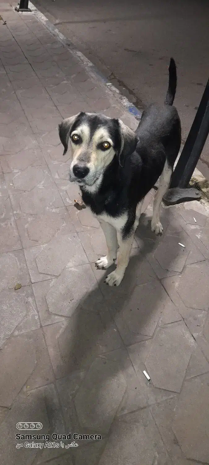 گمشده|حیوانات|آستانه اشرفیه, |دیوار