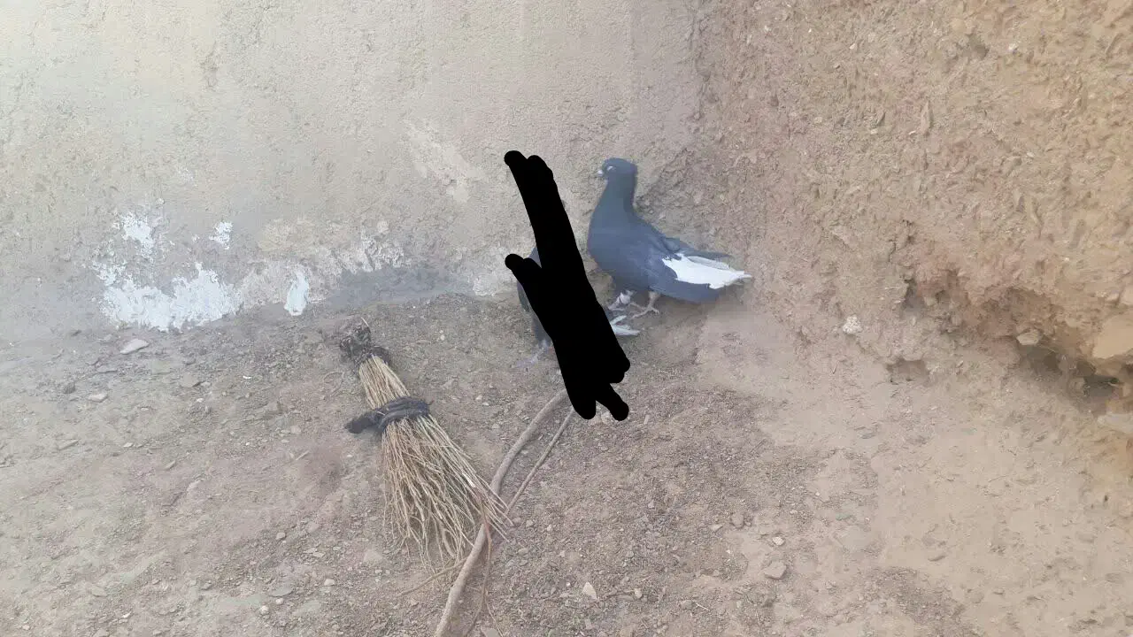 نرزاغ دم سفید|پرنده|بیرجند, |دیوار