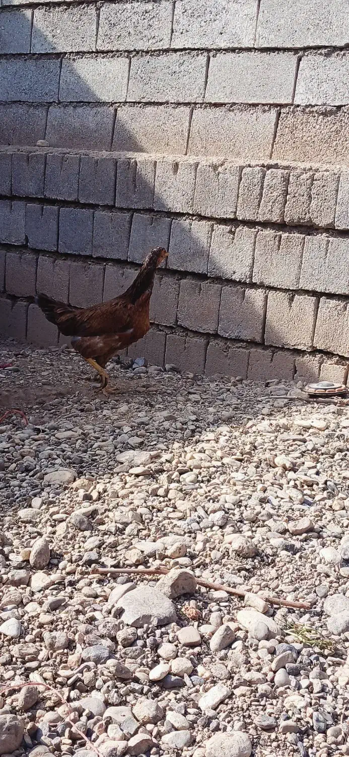 مرغ و جوجه|حیوانات مزرعه|لیلان, |دیوار