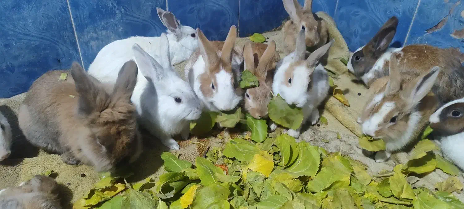 خرگوش دورگه ماده ساده نر لپ|موش و خرگوش|شاندیز, |دیوار