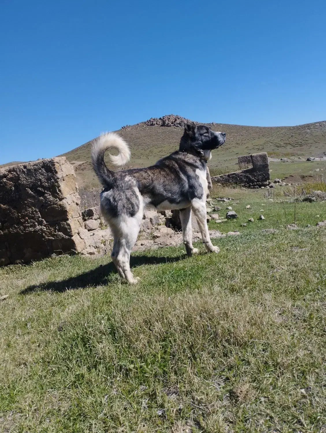 واگذاری سگ|سگ|هیر, |دیوار