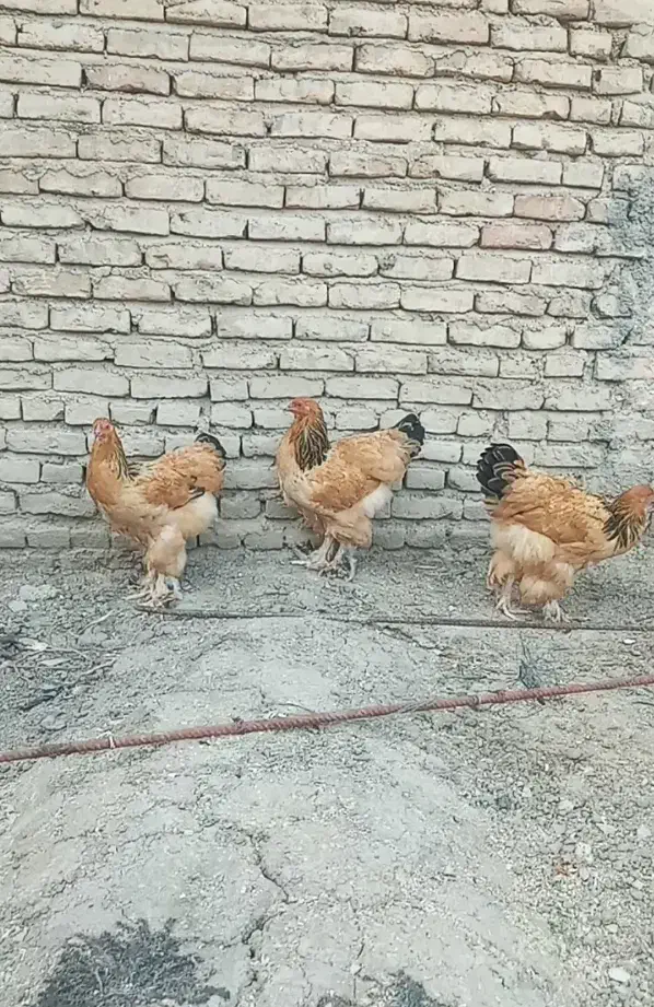 مرغ برهما بوف تخمگذار وارداتی|حیوانات مزرعه|نکا, |دیوار