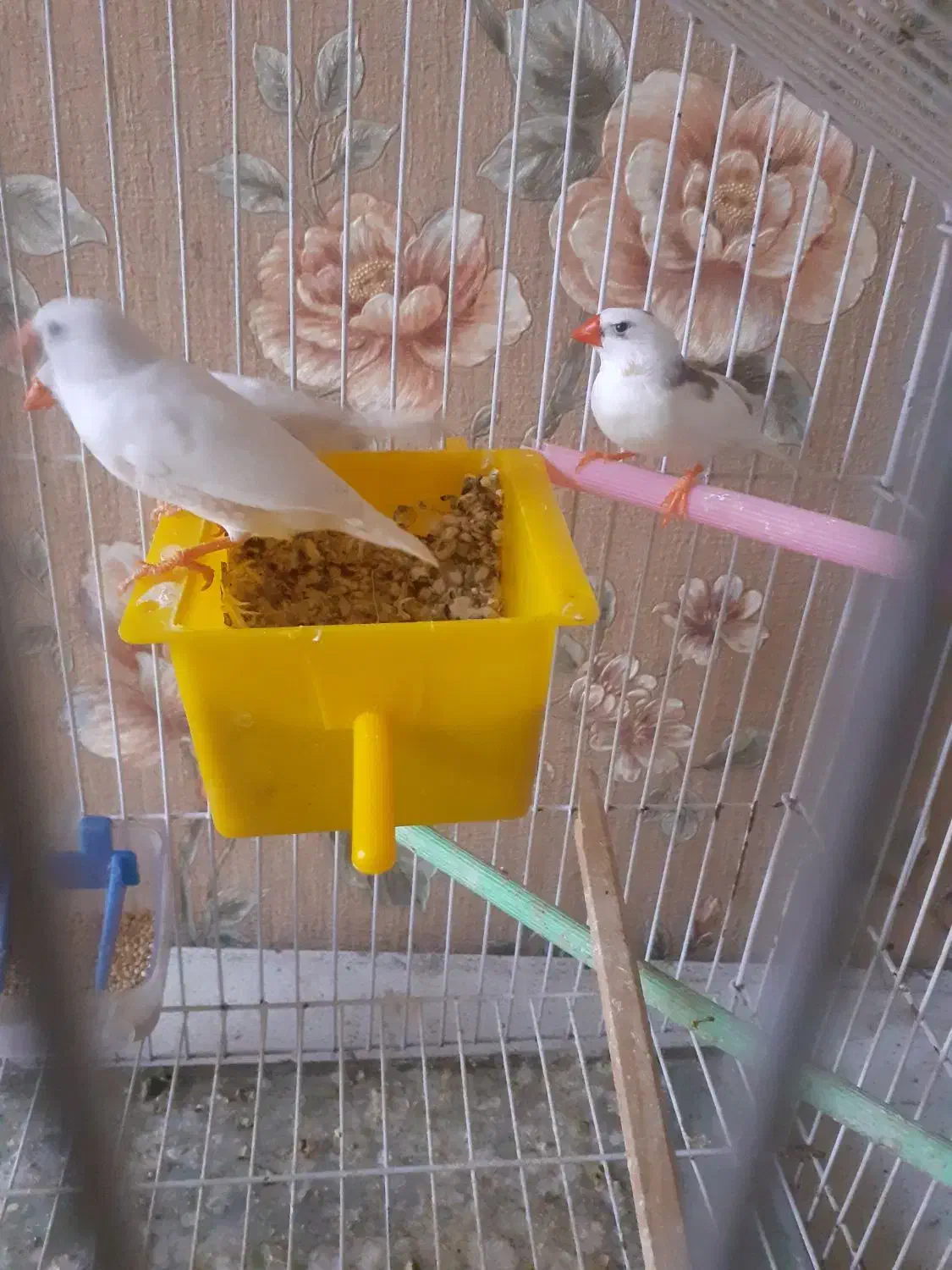 یک جفت فنچ|پرنده|قرچک, پویینک|دیوار