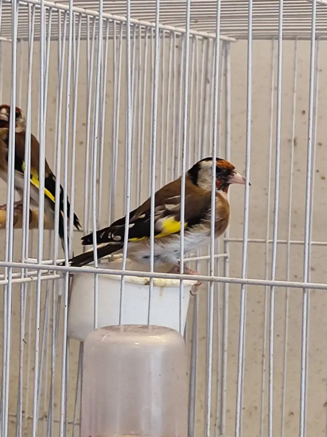 سهره چهار گل سهره سرخ سهره کرمانی ماده دوساله|پرنده|مشهد, هفده شهریور|دیوار