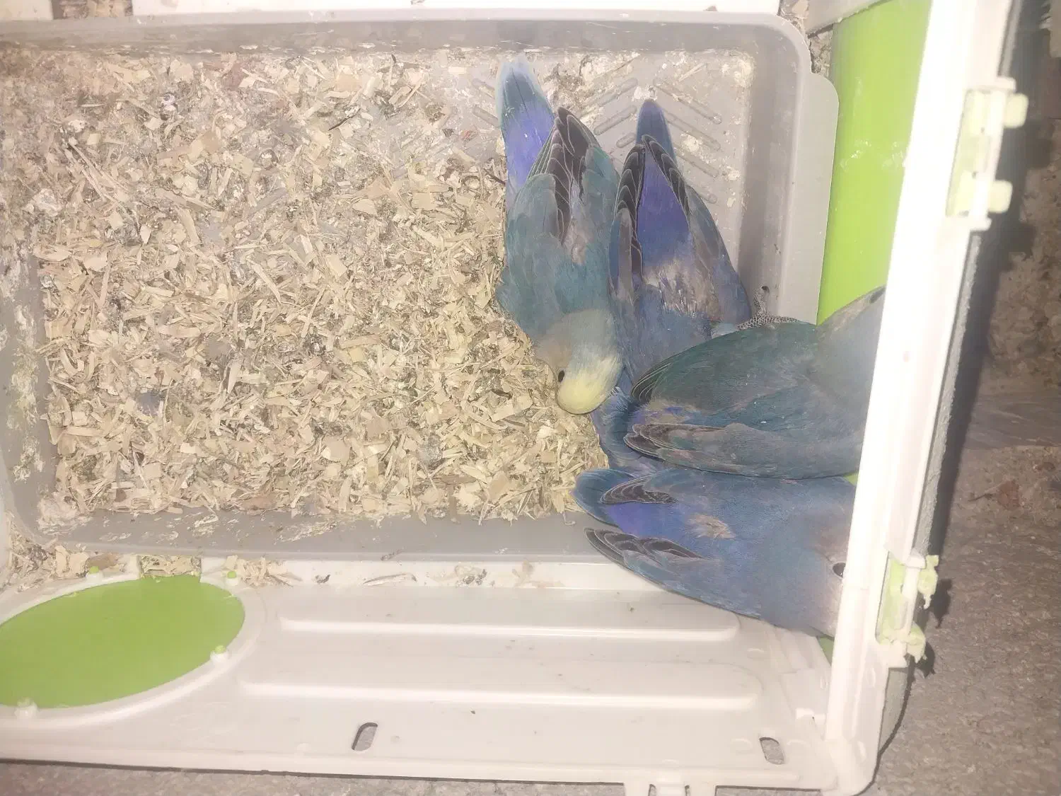 طوطی برزیلی|پرنده|صالح آباد, |دیوار