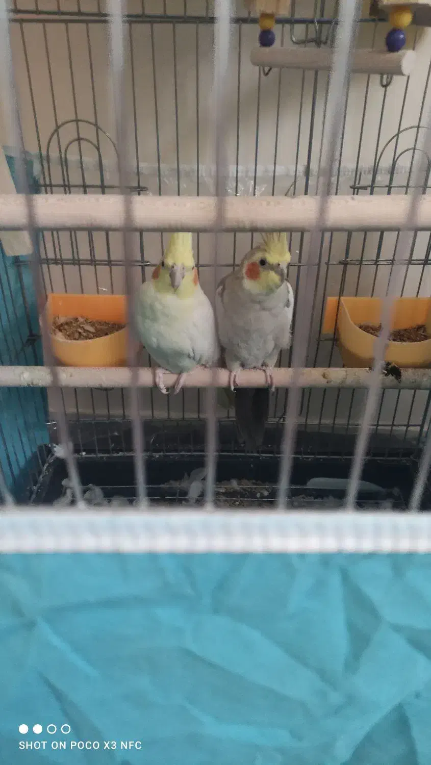 عروس هلندی مولد|پرنده|بجنورد, |دیوار