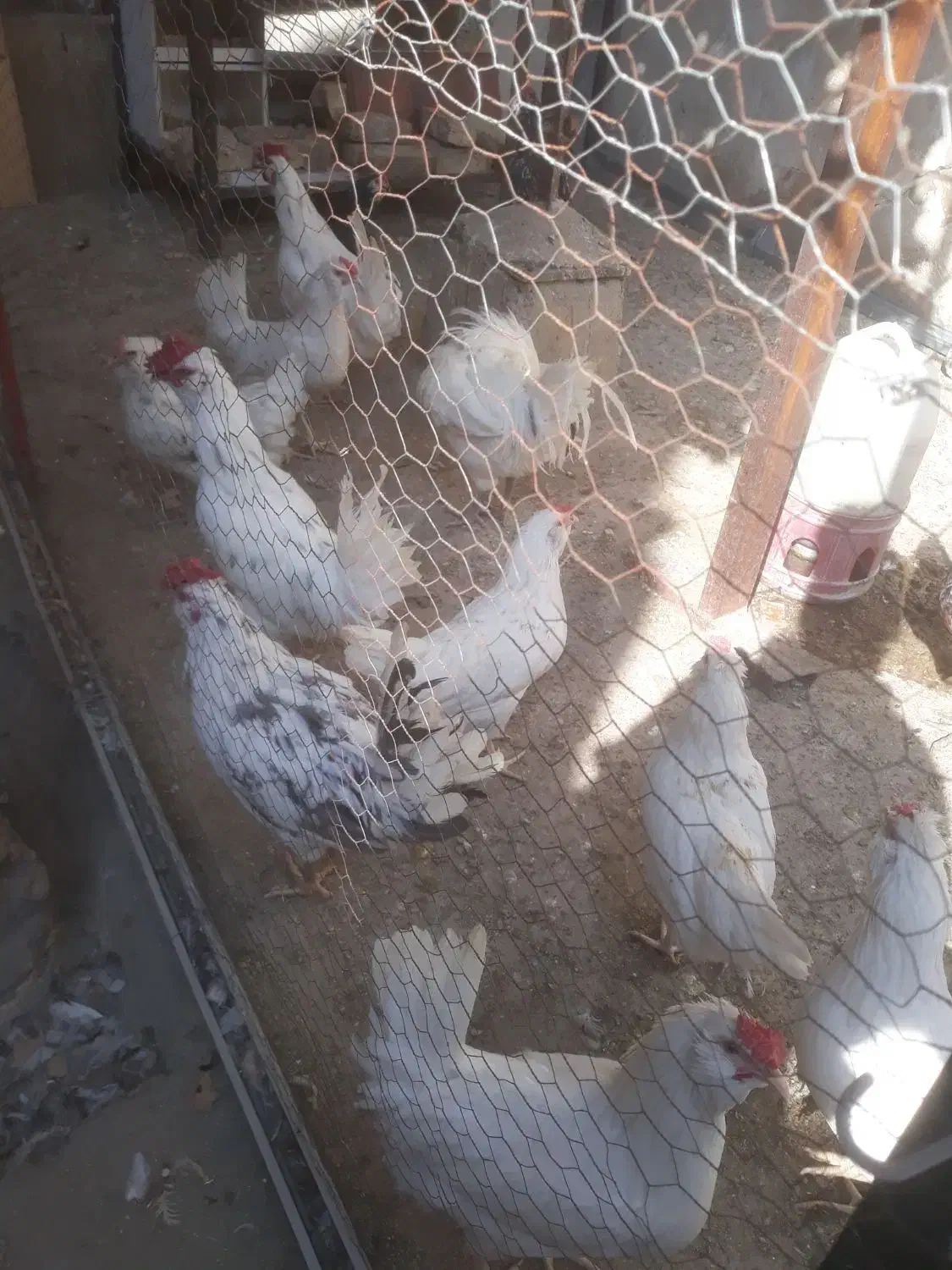 تخم مرغ گلین فول کیفیت|حیوانات مزرعه|شیراز, راهنمایی|دیوار