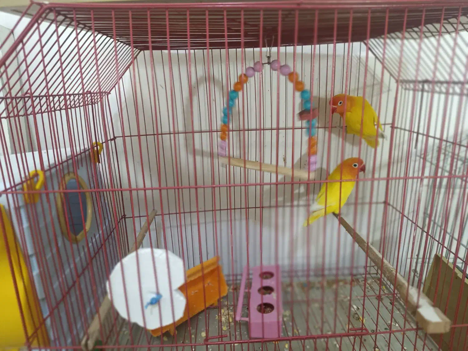 جفت طوطی برزیلی آماده تخم مولد به شرط|پرنده|باوی, |دیوار