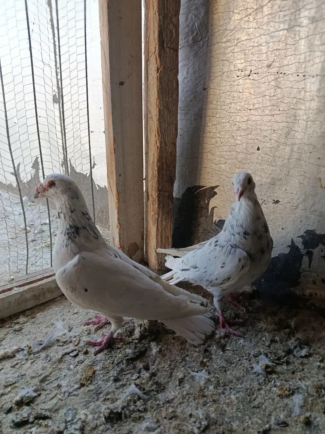 کبوتر شهرستانی|پرنده|رودهن, |دیوار