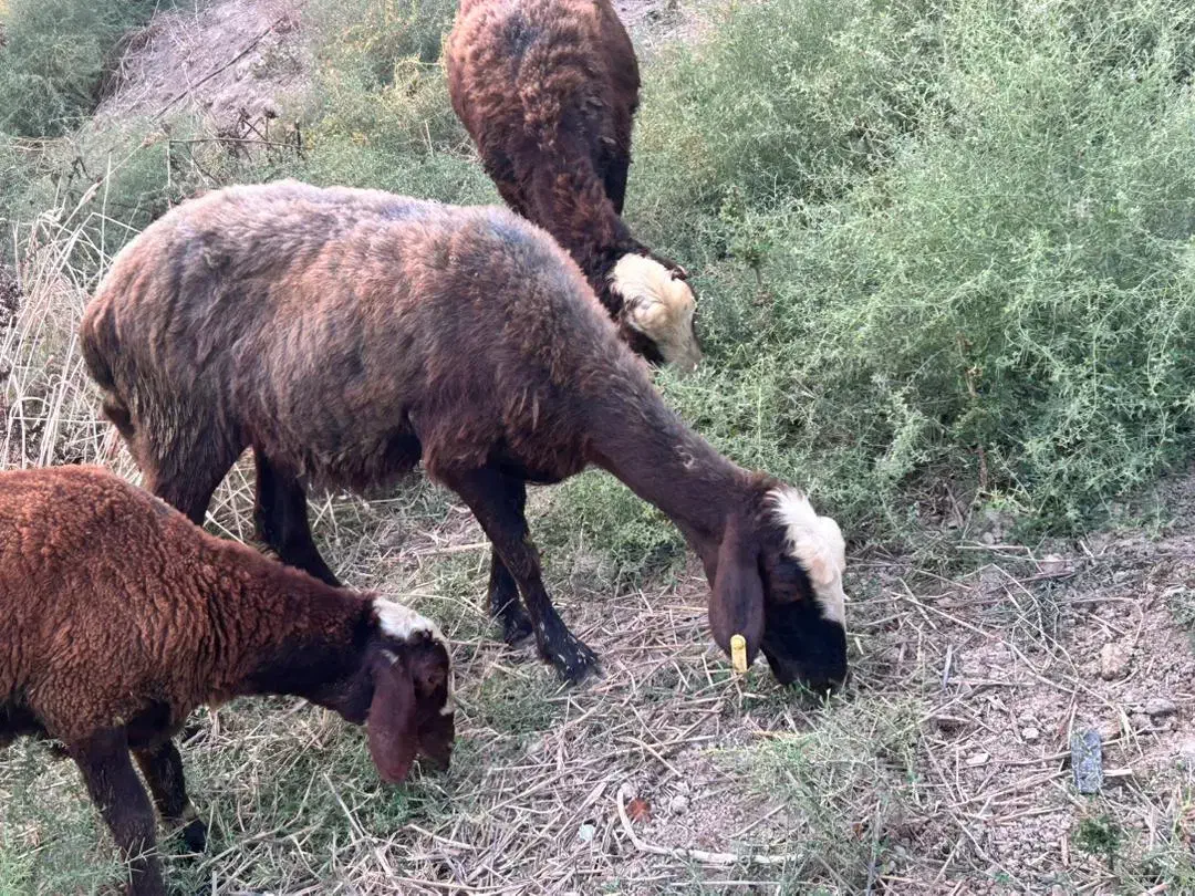 گوسفند و بره|حیوانات مزرعه|سرخنکلاته, |دیوار