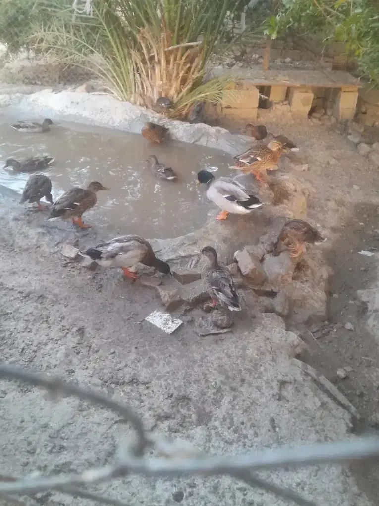 اوردک پروازی|حیوانات مزرعه|رحمت‌آباد, |دیوار