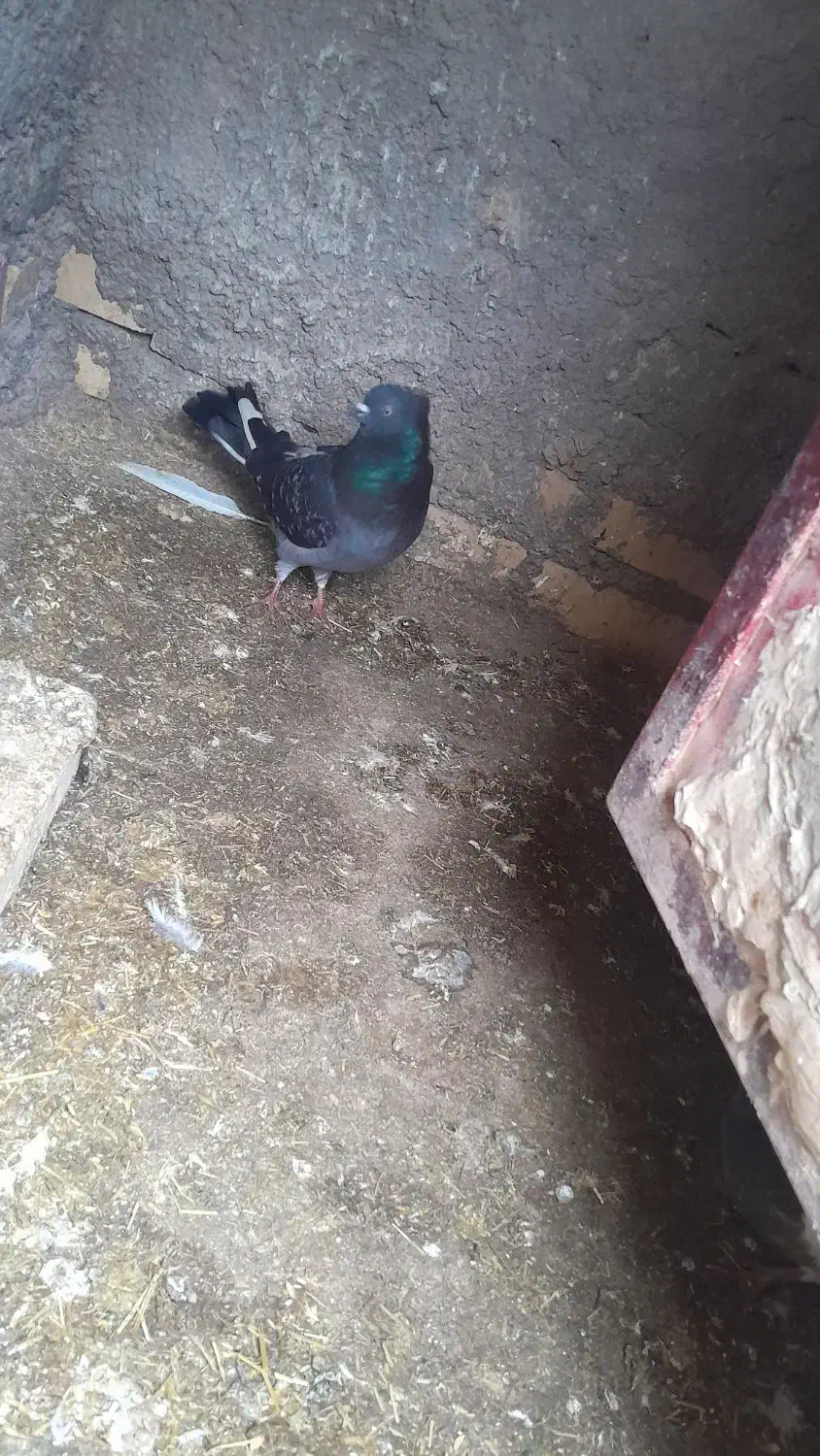 کبوتر|پرنده|اسفراین, |دیوار