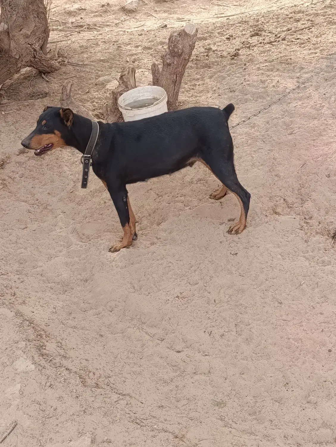 یک ماده دوبرمن فروشی|سگ|ریگان, |دیوار