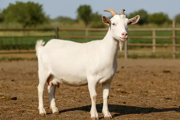 فروش ویژه اقساطی بزغاله سانن اصیل فرانسوی|حیوانات مزرعه|نائین, |دیوار