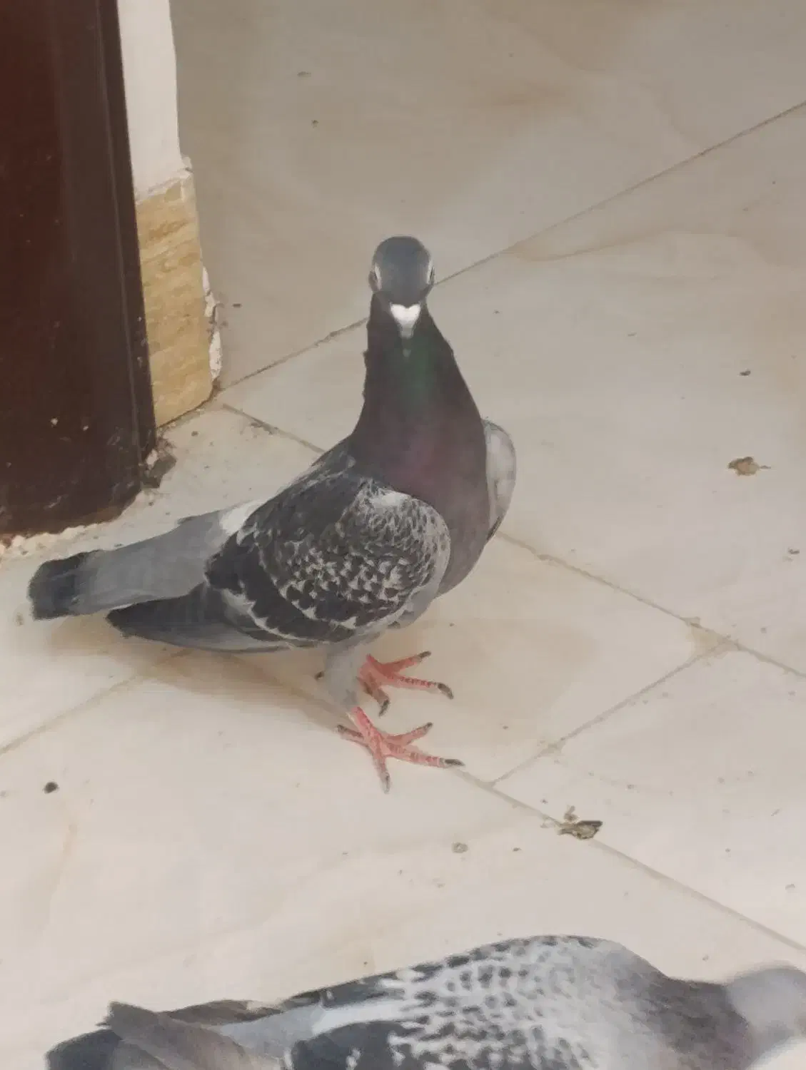 کبوتر|پرنده|ایذه, |دیوار