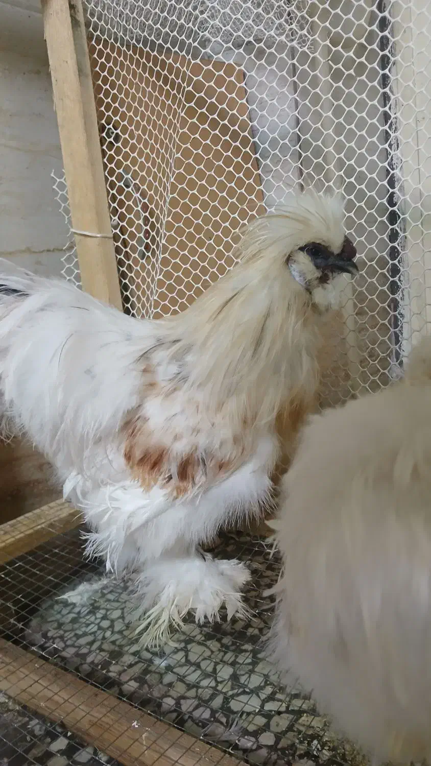 مولد نژاد ابریشمی|حیوانات مزرعه|لاهیجان, کوی خزر|دیوار