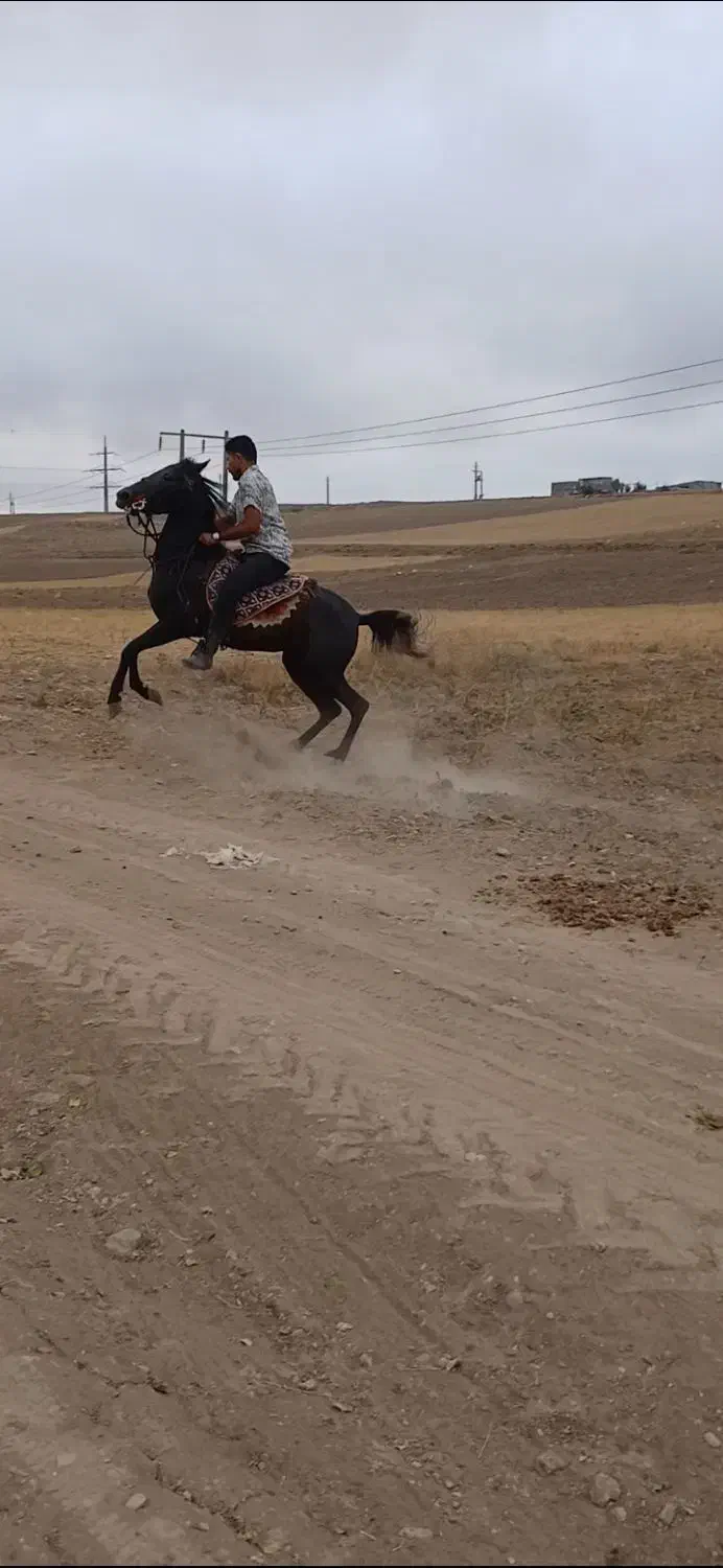 اسب|اسب و تجهیزات اسبسواری|نیر (اردبیل), |دیوار