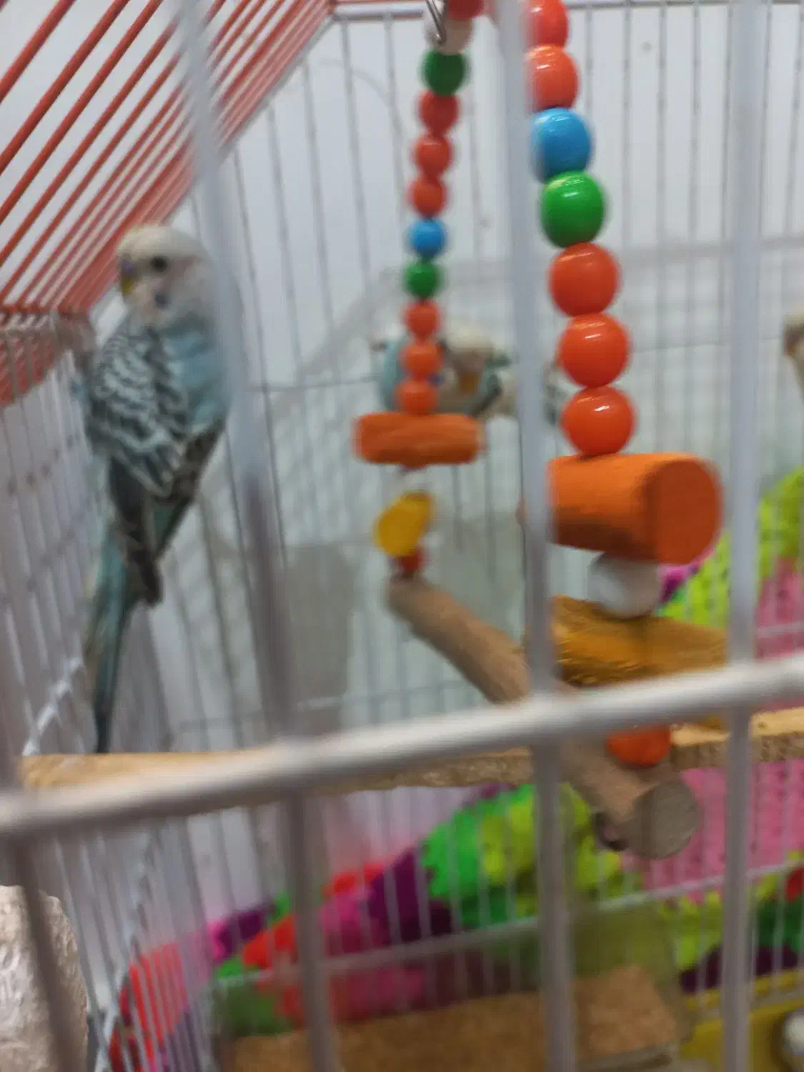 مرغ عشق آبی بسیار شلوغ|پرنده|سیاهکل, |دیوار