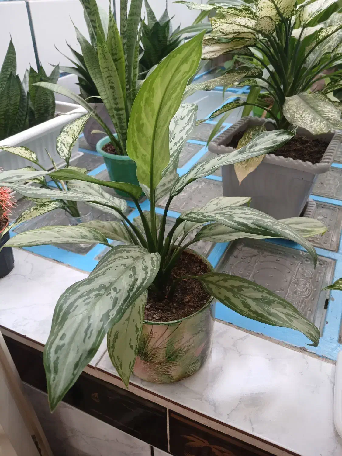 گل اگنما برفی|گل و گیاه طبیعی|اسدآباد, |دیوار